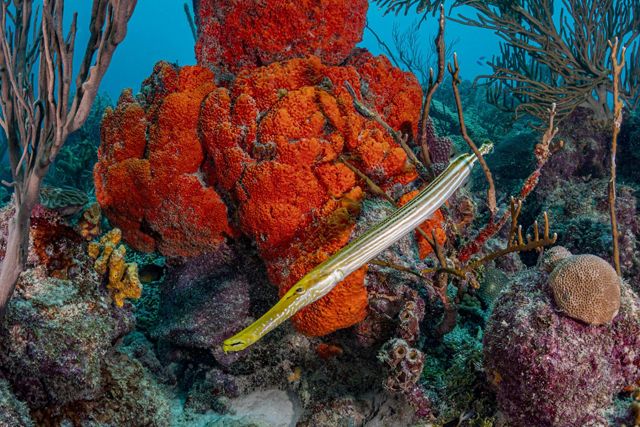 A trumpetfish hunts on a coral reef in Barbados.