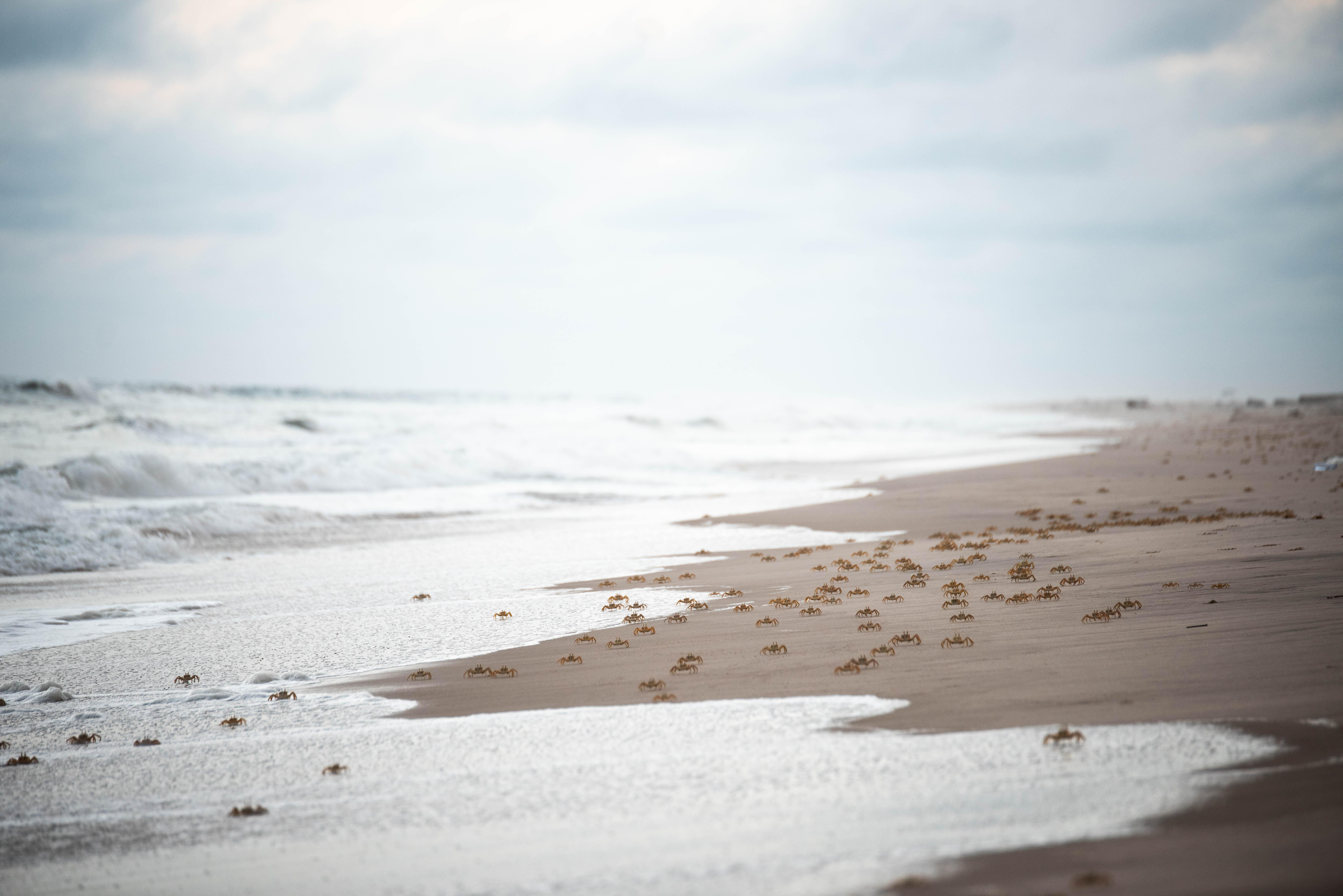 Small crabs move across shoreline under blue sky. 