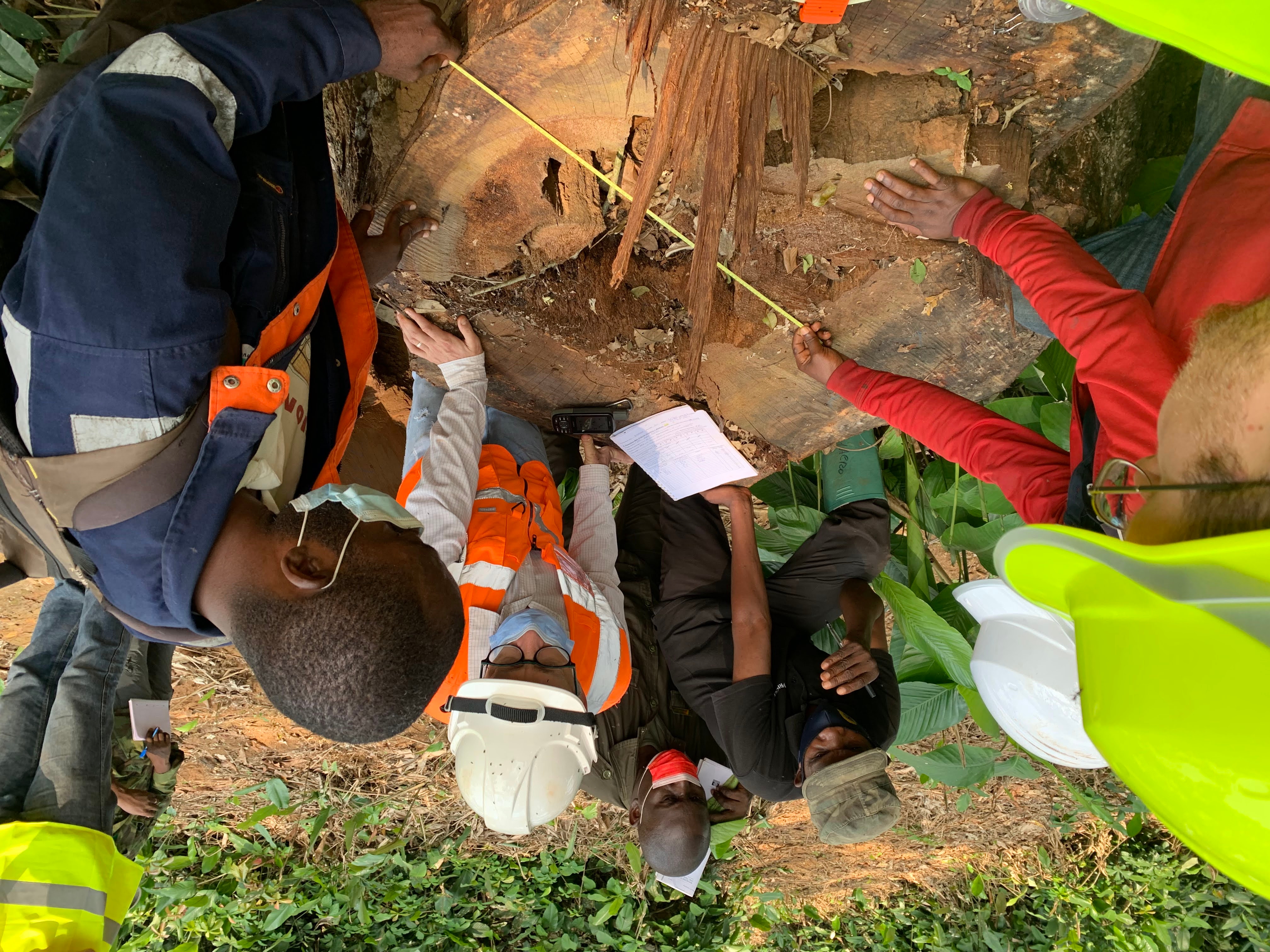 People measuring a cut-down tree