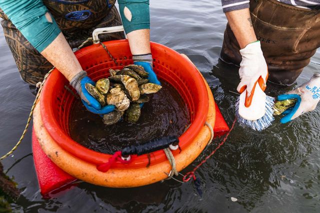 Hands hold and clean oysters during a harvest.