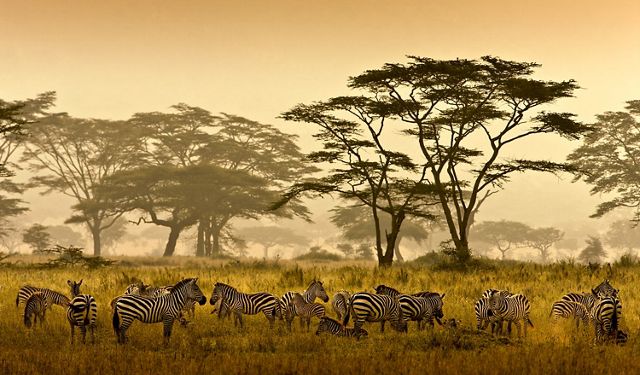 A herd of zebras stand in tall golden grasses on the Serengeti in Tanzania.